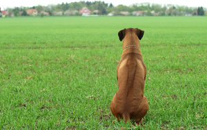 08_05_Ridgeback_na_poli_20