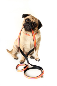 iStock_000007791971XSmall
