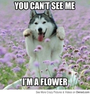 i_m_a_flower_540