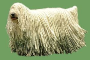 komondor_1336918940_618x412